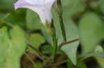 Cotton morning-glory